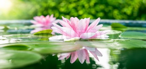 8158468-beautiful-pink-lotus-water-plant-with-reflection-in-a-pond