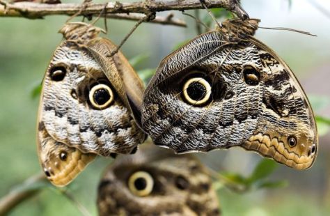 owl-butterfly-1