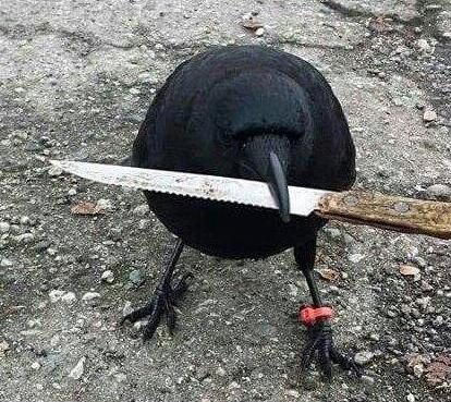 canuckthecrow
