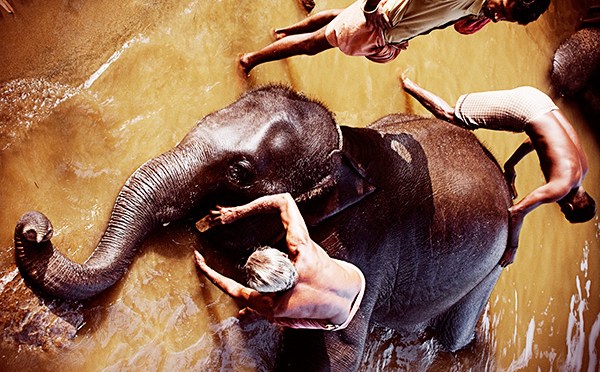 Mahouts bathing an elephant